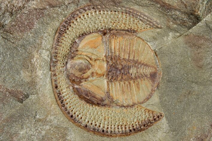 Colorful Declivolithus Trilobite - Mecissi, Morocco #312356